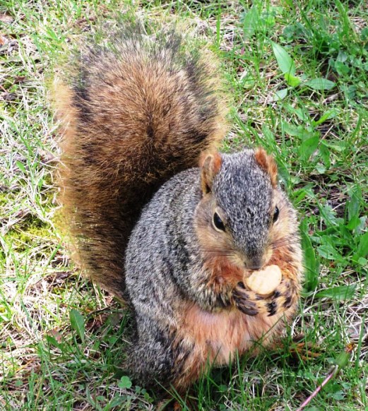 NIBBLING COOKIE LIKE A CHILD