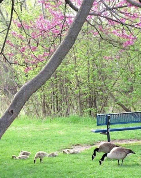 ONE FAMILY WITH PINK TREE-LINDA.jpg