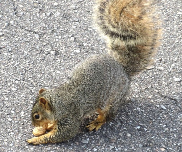 POUNCING ON A COOKIE