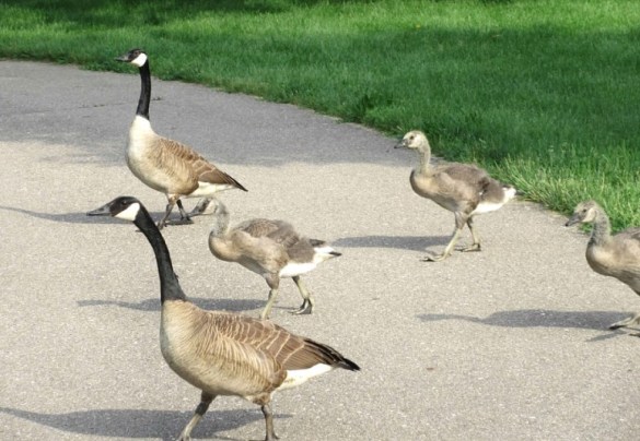 STROLLING ACROSS PATHWAY.jpg