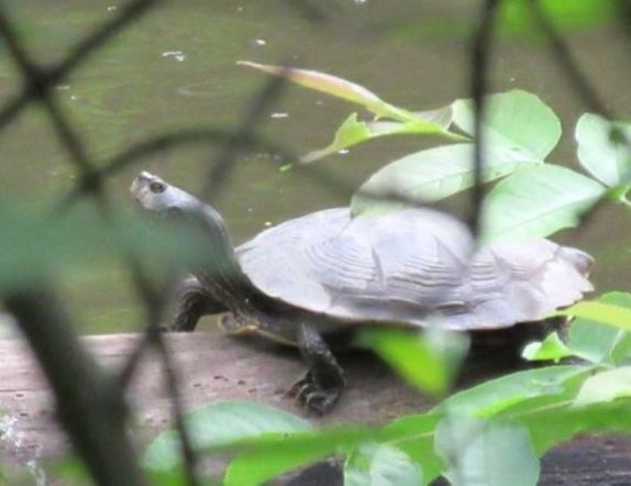 TURTLE AT COUNCIL POINT PARK