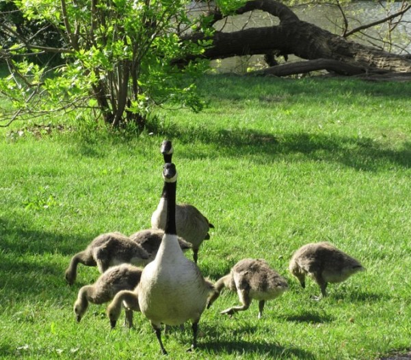 TWO HEADS BETTER THAN ONE.jpg