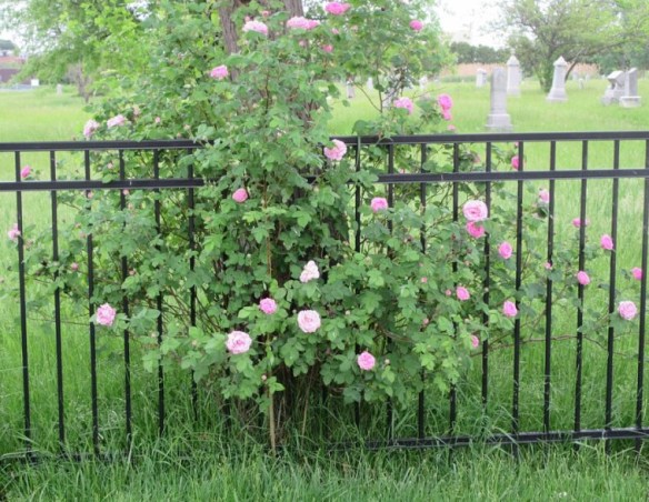 roses at tree.jpg