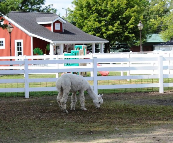 alpaca rudy or perry.jpg