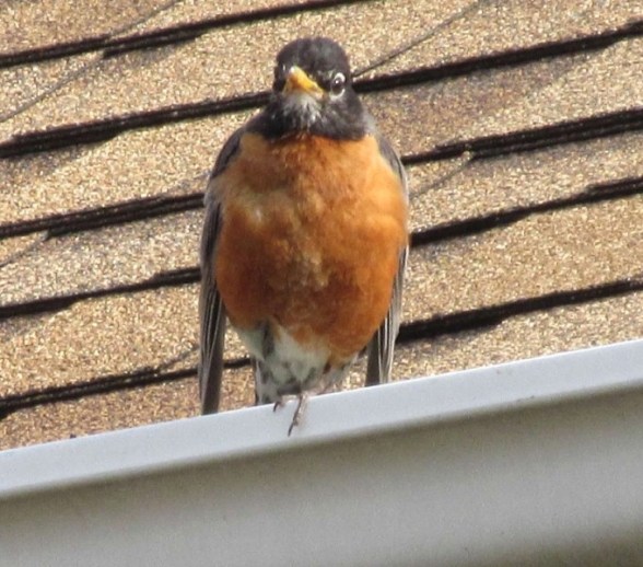 CHECK ME OUT-THE JUVENILLE