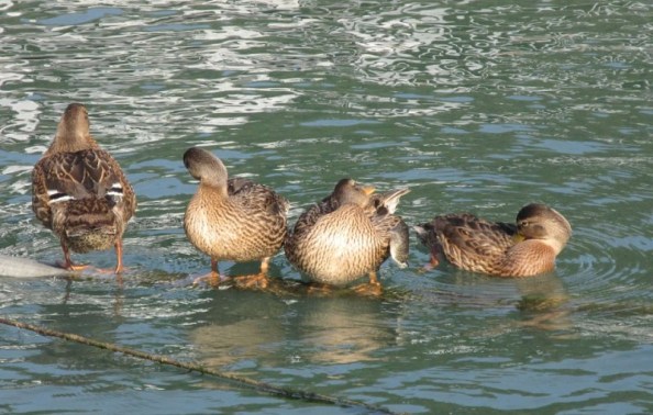 DUCKLINGS PREENING