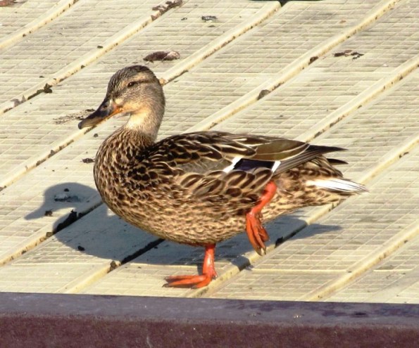 MAMA DUCK HOLDING FOOT