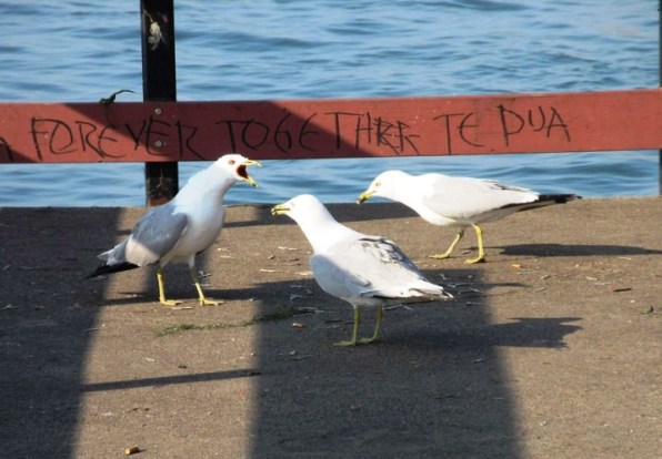 SEAGULLS FIGHTING WITH ONE ANOTHER