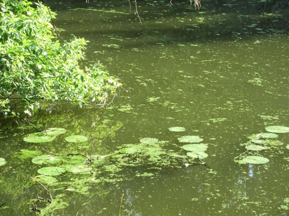 algae and pond lilies