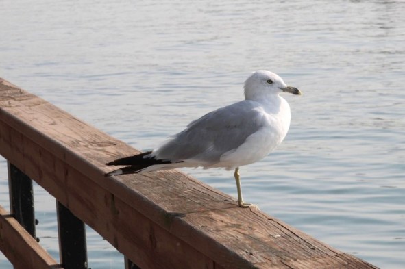 seagull on 1 foot