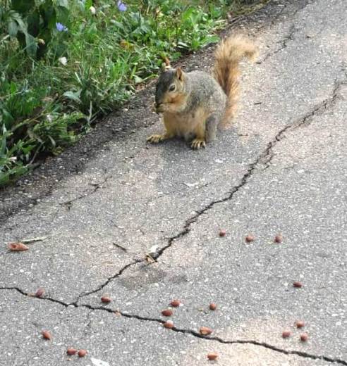so many nuts and so little time