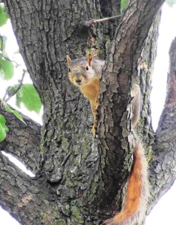 Squirrel High Up in Tree1.jpg