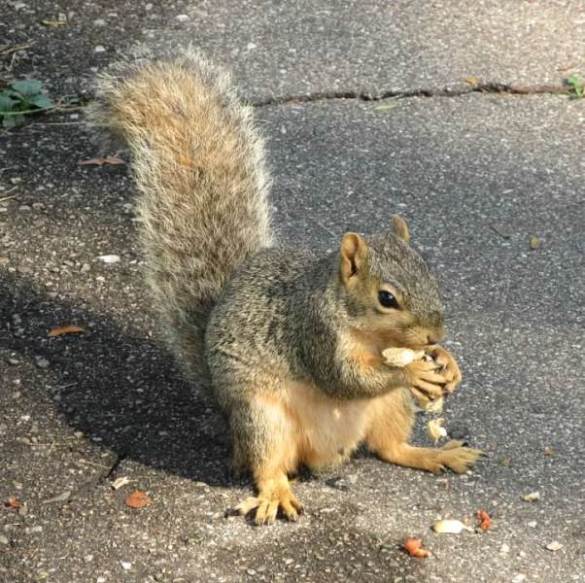 Squirrel Sitting on Path.jpg