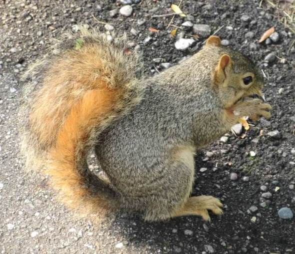 Squirrel Sitting on Path1.jpg