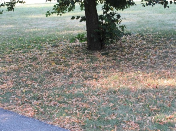 tall tree leaves on ground.jpg