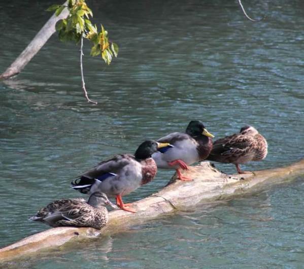 ducks in a row.jpg