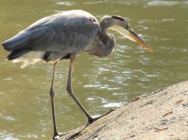 heron bending