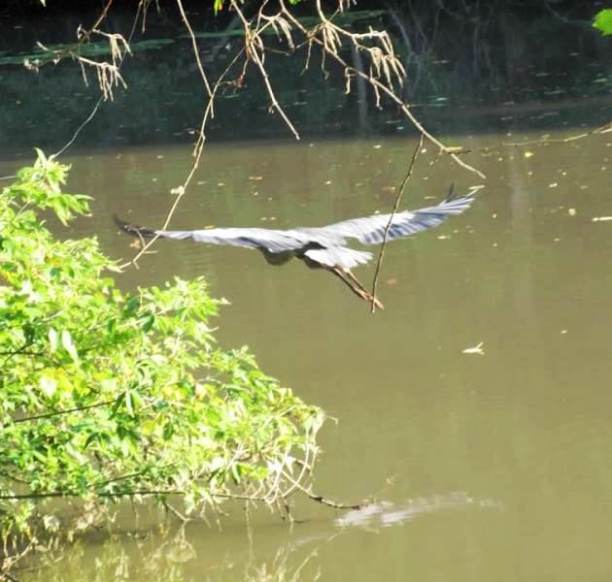 heron flying2