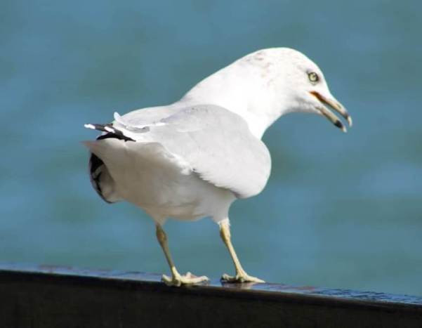 seagull with attitude