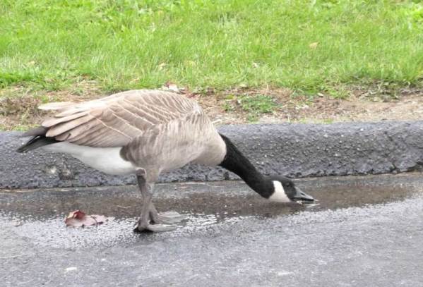 goose drinking 1.jpg