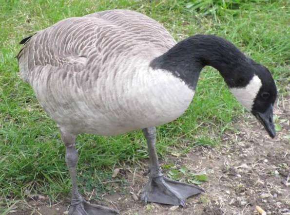 goose who started it