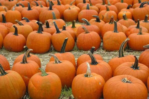 pumpkin patch.jpg