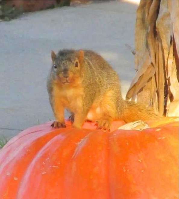 SQUIRREL ON LID
