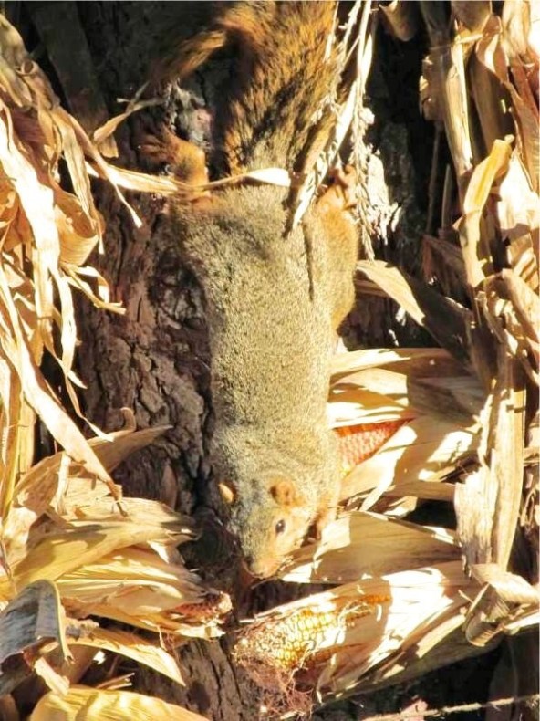 SQUIRREL TOPSY TURVY.jpg