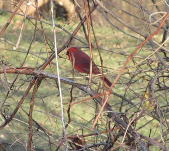 cardinal in bush backwards.jpg