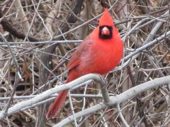 cardinal looking at me.jpg