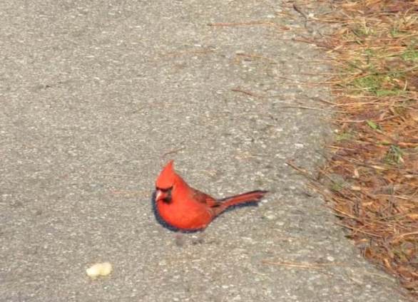 cardinal on path.jpg