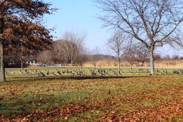 geese bunch at lake erie