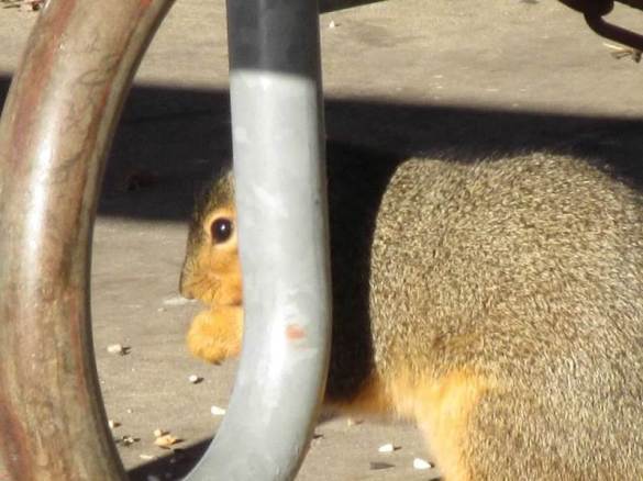 squirrel eyes