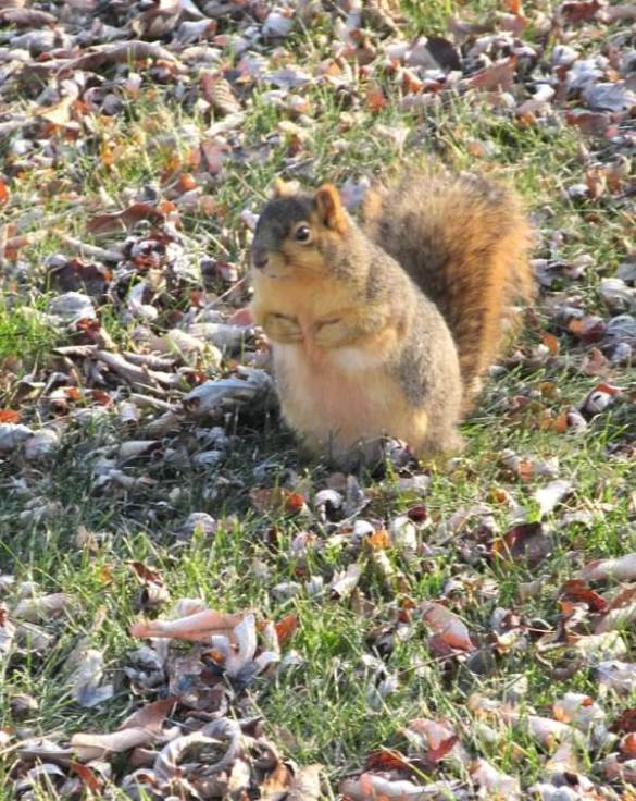 squirrel hey what happened here.jpg