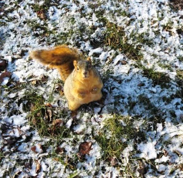 squirrel in snow1