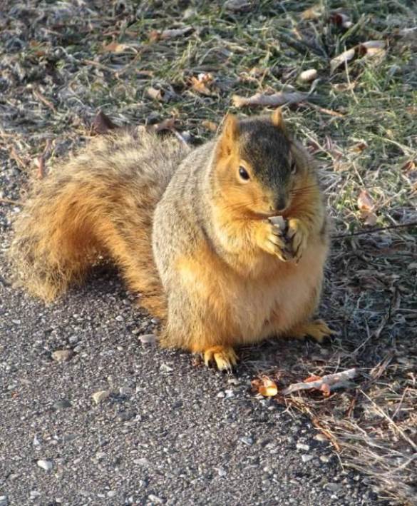 squirrel noshing nut before cardinal.jpg