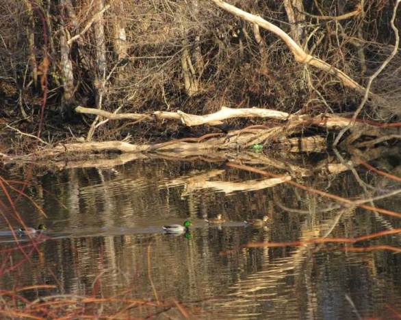 tree reflections and ducks