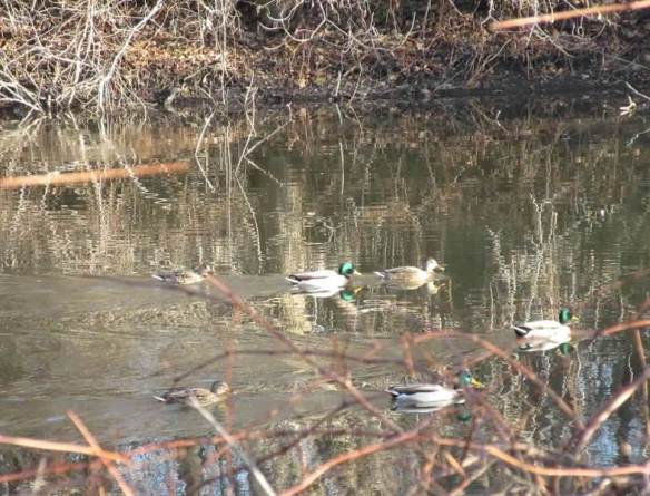 tree reflections and ducks1