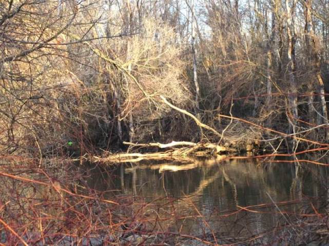 tree reflections.jpg