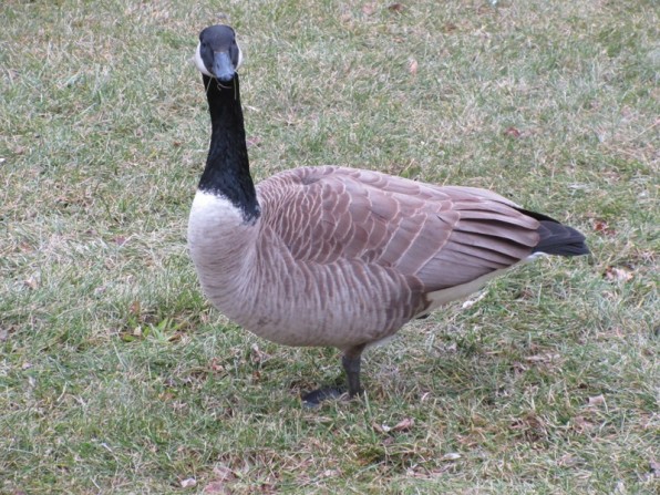 Goose Grass