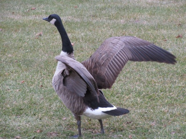 Goose terrorizes the others
