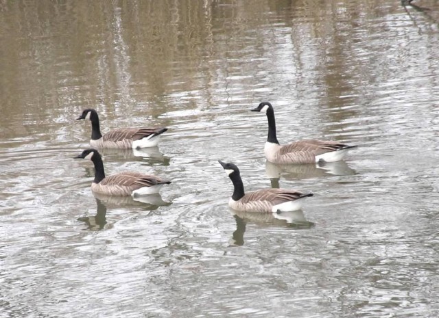 canada geese1