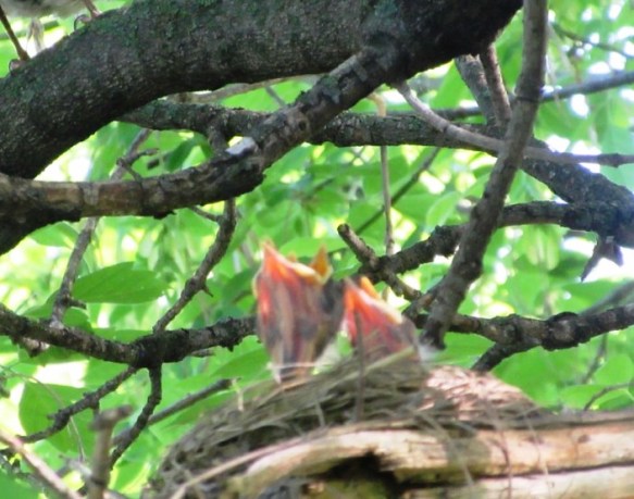 Baby Robins waiting for food