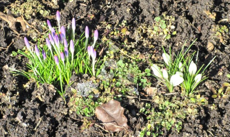 Crocuses and Snowdrops
