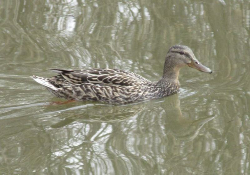duck female