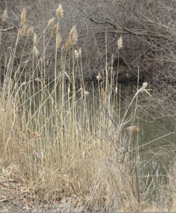 phragmites