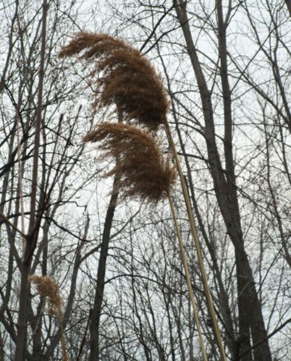 phragmites1