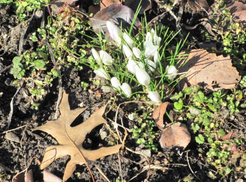 Snowdrops